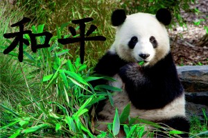 Panda bear